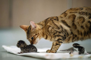 Маленький кошеня з кішкою розстріляний: інтерпретація мрій Маленький кошеня з кішкою розстріляний: інтерпретація мрій